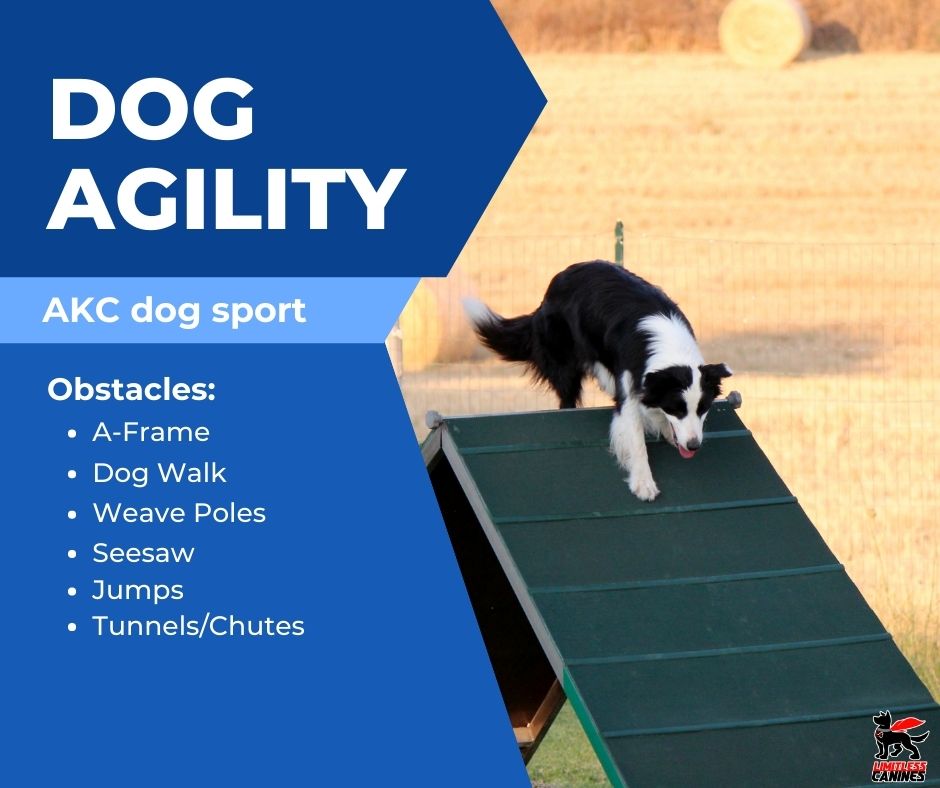 limitless canines agility 
